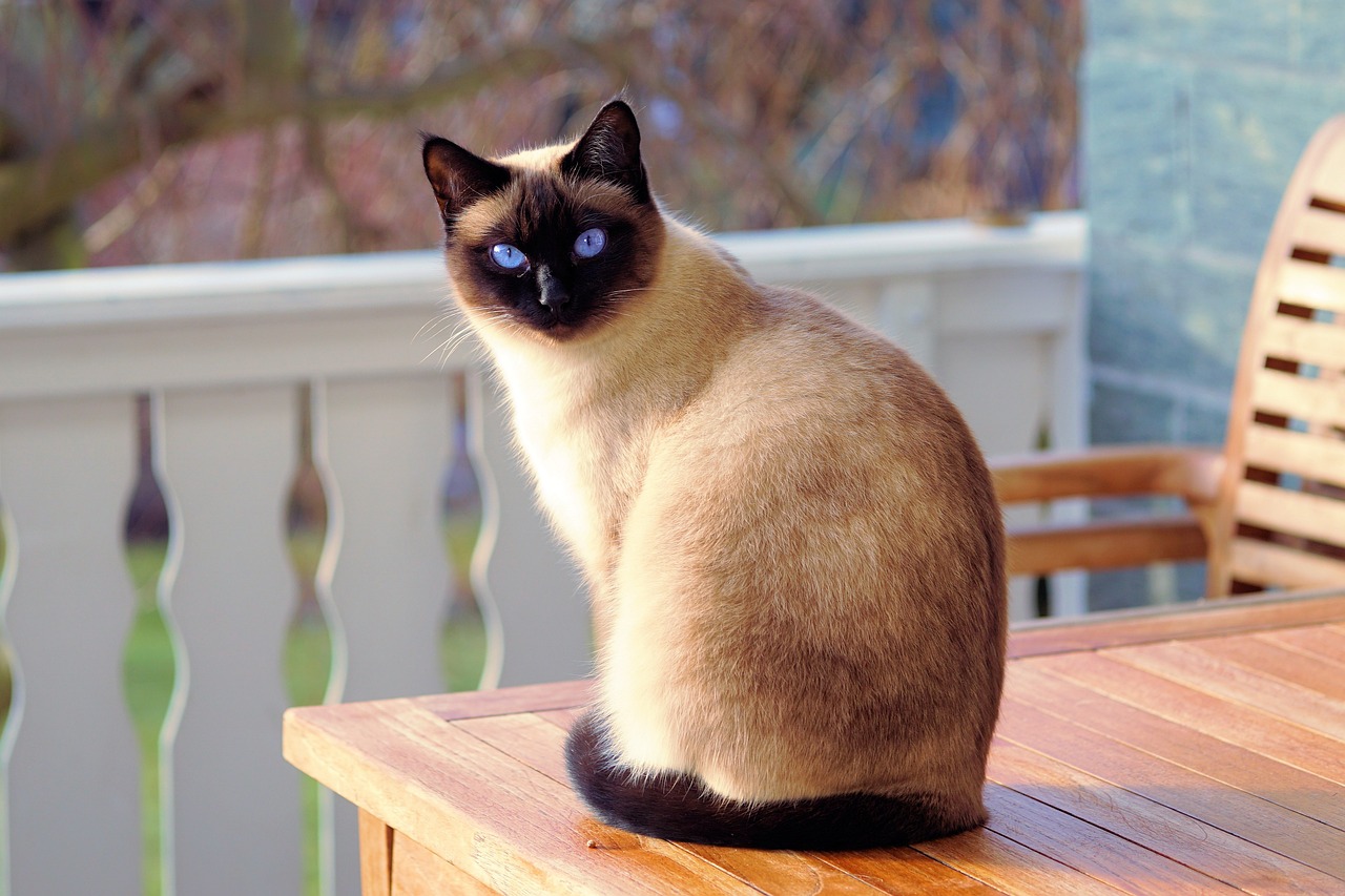 The Traits of the Chartreux - A Gentle Giant